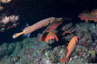 Aulostomus chinensis (Trumpetfish)