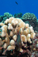 Paracirrhites arcatus (Arc-Eye Hawkfish)