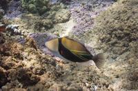 Rhinecanthus rectangulus (Wedgetail Triggerfish)