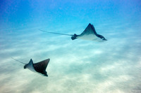 Aetobatus ocellatus (Ocellated Eagle Ray)
