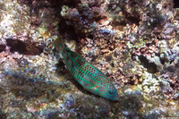Thalassoma trilobatum (Christmas Wrasse)