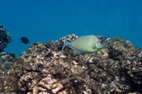 Naso unicornis (Bluespine Unicornfish)