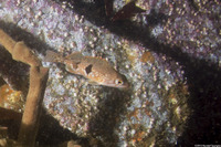 Sebastes semicinctus (Halfbanded Rockfish)