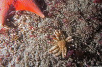 Pycnopodia helianthoides (Sunflower Star)