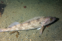Ophiodon elongatus (Lingcod)