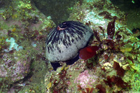 Megathura crenulata (Giant Keyhole Limpet)