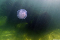 Aurelia aurita (Moon Jelly)