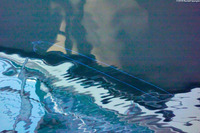 Alectis ciliaris (Threadfin Jack)