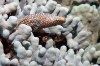 Gymnothorax meleagris (Whitemouth Moray)