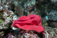 Hexabranchus sandwichensis (Hawaiian Spanish Dancer)