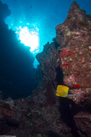 Forcipiger flavissimus (Common Longnose Butterflyfish)