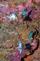 Abudefduf abdominalis (Hawaiian Sergeant)