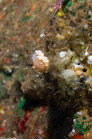 Ardeadoris poliahu (Snow-Goddess Nudibranch)