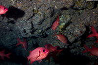 Myripristis berndti (Bigscale Soldierfish)
