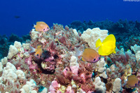Chromis agilis (Agile Chromis)
