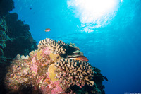 Paracirrhites forsteri (Freckled Hawkfish)