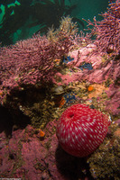 Urticina eques (White-Spotted Rose Anemone)
