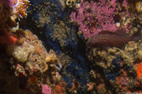 Sebastes mystinus (Blue Rockfish)