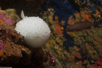 Doris odhneri (White Knight Dorid)