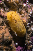Peltodoris nobilis (Sea Lemon)