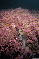 Sebastes atrovirens (Kelp Rockfish)