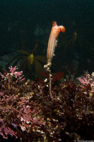 Styela montereyensis (Stalked Tunicate)