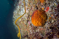 Tethya aurantium (Orange Puffball Sponge)
