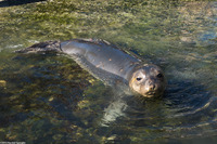 Mirounga angustirostris (Northern Elephant Seal)