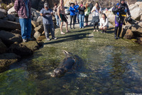 Mirounga angustirostris (Northern Elephant Seal)