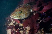 Ophiodon elongatus (Lingcod)