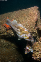 Sebastes caurinus (Copper Rockfish)