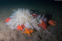 Doryteuthis opalescens (Market Squid)