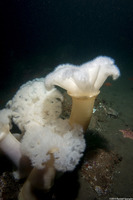 Metridium farcimen (White-Plumed Anemone)