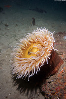 Urticina piscivora (Fish-Eating Urticina)