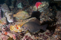 Embiotoca jacksoni (Black Perch)