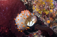 Triopha catalinae (Catalina Triopha)