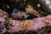 Mopalia ciliata (Hairy Chiton)