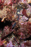 Anarrhichthys ocellatus (Wolf-Eel)