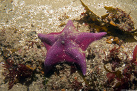 Patiria miniata (Bat Star)