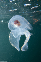 Corolla spectabilis (Sea Butterfly)