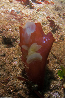 Melibe leonina (Lion's Mane Nudibranch)