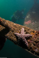 Pisaster ochraceus (Ochre Star)