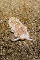 Aeolidia loui (Shag-Rug Aeolid)