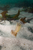 Polyorchis penicillatus (Bell Medusa)