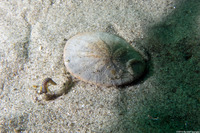 Eumida longicornuta (Paddleworm)