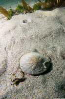 Dendraster excentricus (Sand Dollar)