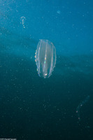 Beroe cucumis (Beroe cucumis)