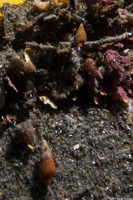 Alia carinata (Carinate Dovesnail)