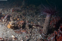 Sebastes miniatus (Vermilion Rockfish)