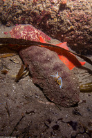 Cryptochiton stelleri (Gumboot Chiton)